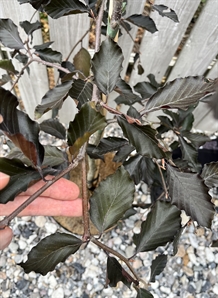 Hænge-blodbøg Fagus sylvatica ‘Purpurea Pendula’